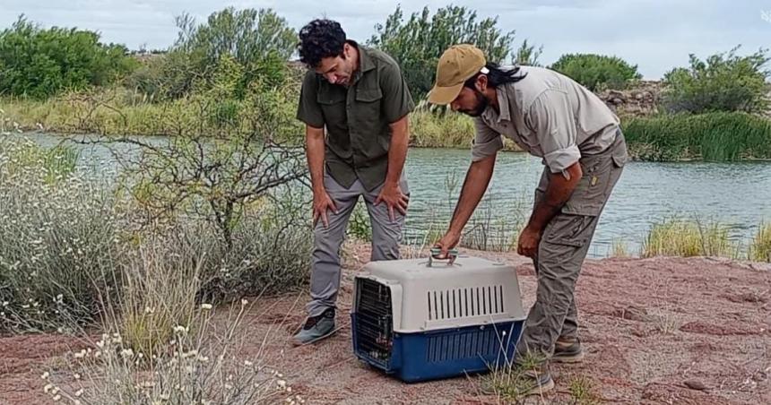 Liberaron a un lagarto colorado en la Reserva Pichi Mahuida