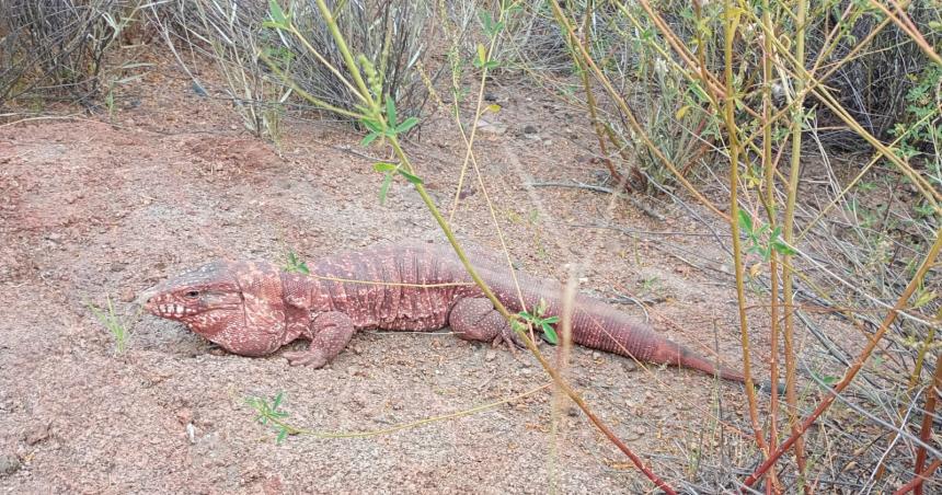 Liberaron un lagarto colorado en la Reserva Pichi Mahuida