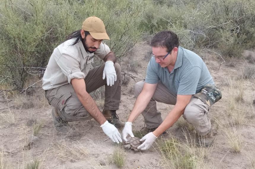 Liberaron tortugas y cardenales amarillos en la Reserva Provincial Pichi Mahuida