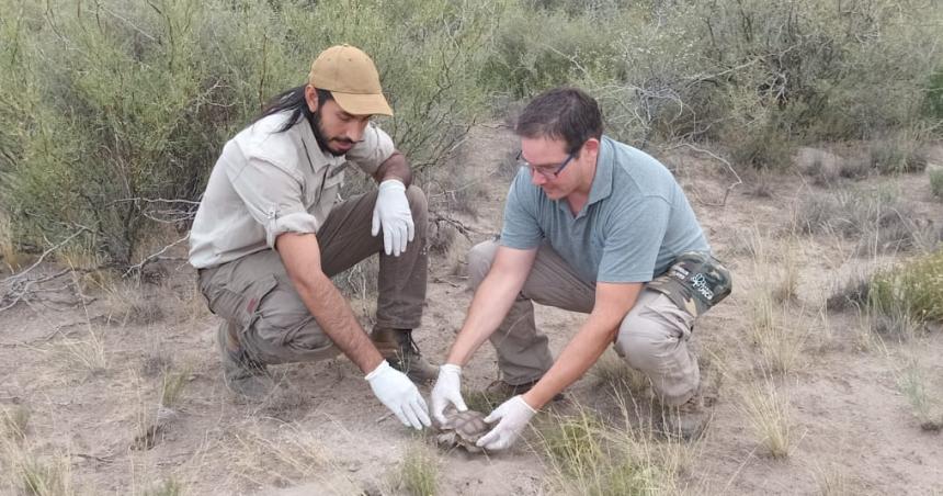 Liberaron tortugas y cardenales amarillos en la Reserva Provincial Pichi Mahuida