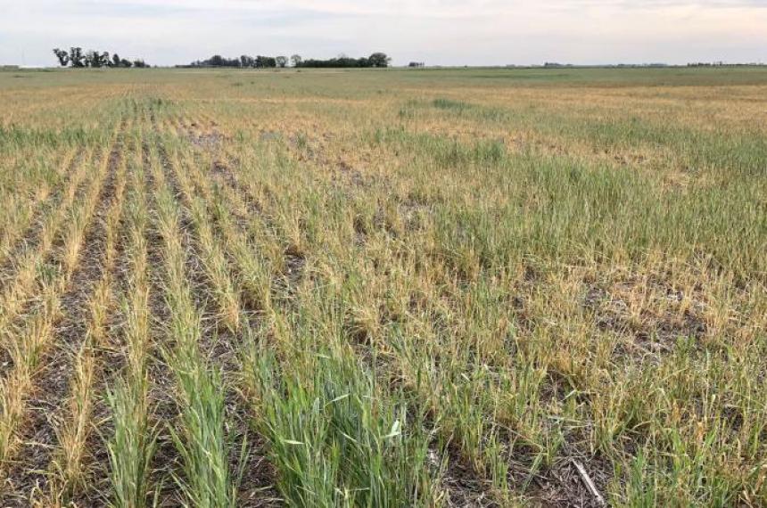 La Pampa busca homologar la emergencia agropecuaria ante la Comisioacuten Nacional