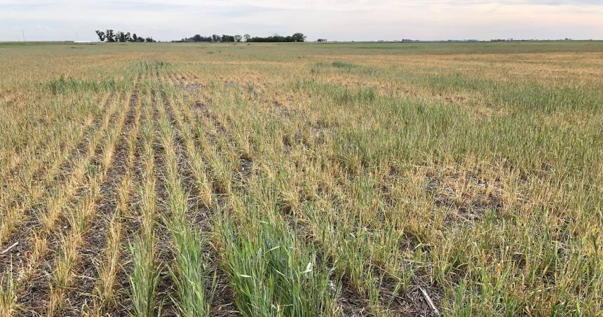 La Pampa busca homologar la emergencia agropecuaria ante la Comisioacuten Nacional