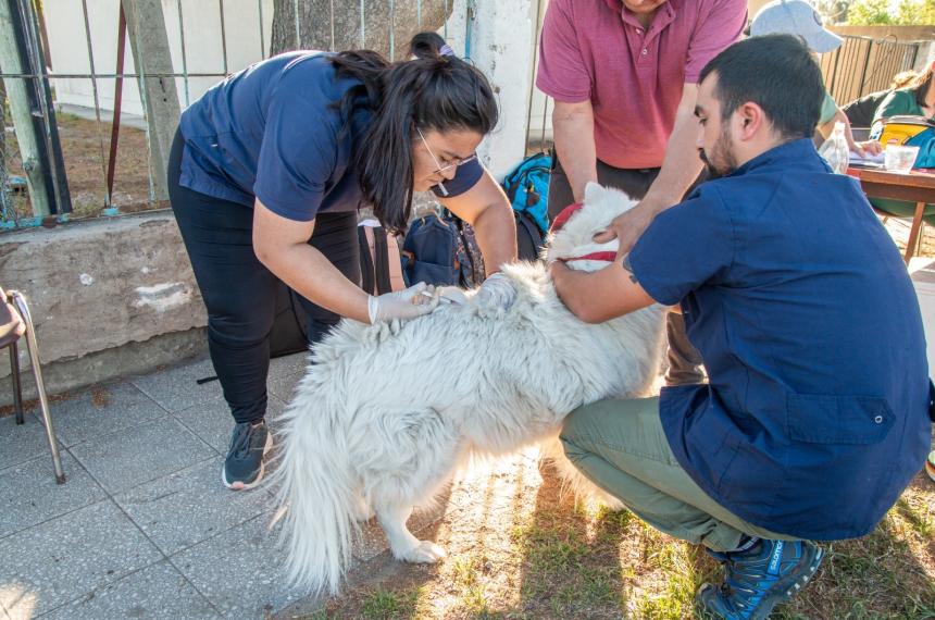 Realizaron maacutes de 3000 castraciones y cerca de 9000 vacunaciones de mascotas en Pico