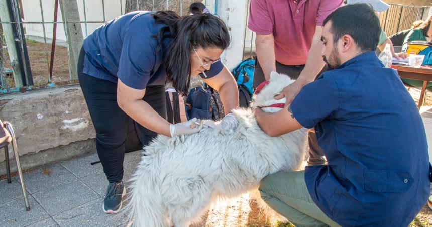 Realizaron maacutes de 3000 castraciones y cerca de 9000 vacunaciones de mascotas en Pico