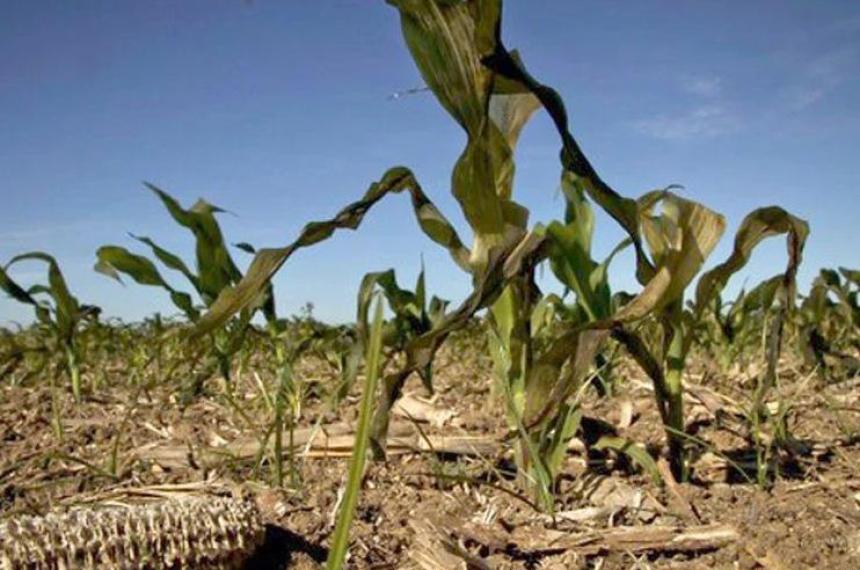 El maiacutez y la soja en estado criacutetico por falta de lluvias