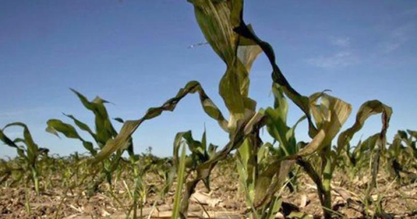 El maiacutez y la soja en estado criacutetico por falta de lluvias