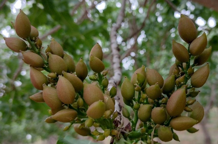 Destacan a La Pampa como zona apta para la produccioacuten de pistachos