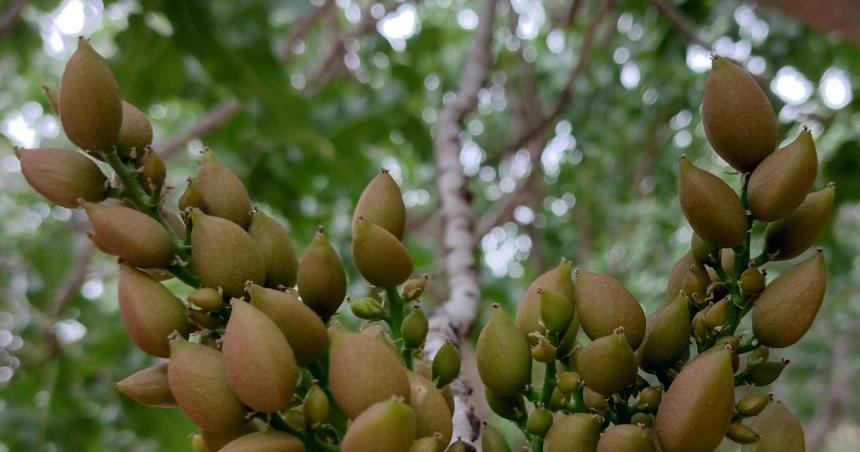 Destacan a La Pampa como zona apta para la produccioacuten de pistachos