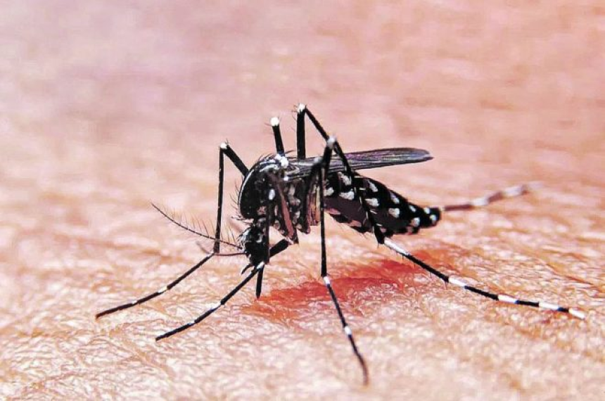 Confirman un caso de dengue en General Pico