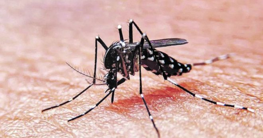 Confirman un caso de dengue en General Pico