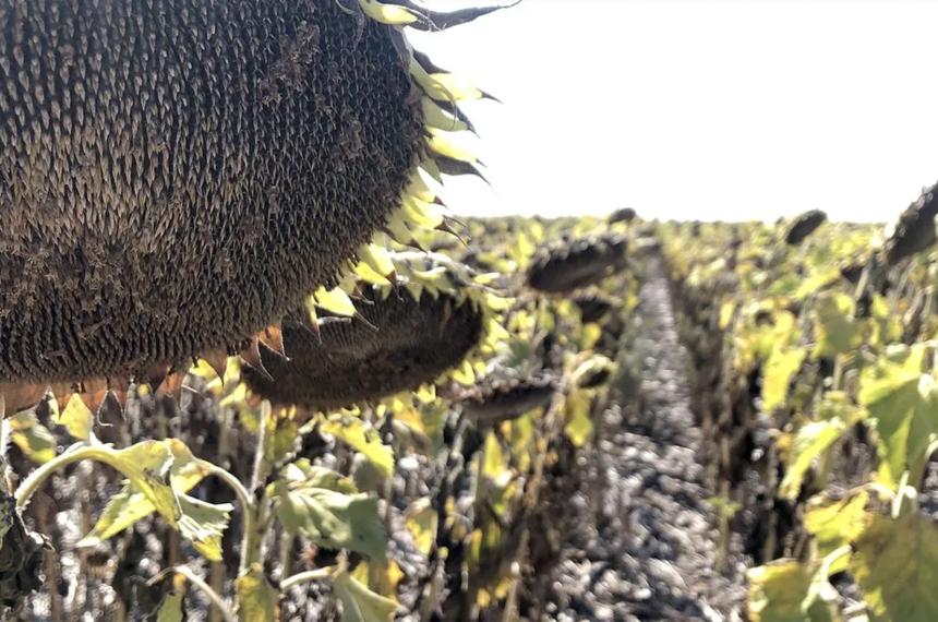 La Pampa al liacutemite- ola de calor y sequiacutea extrema amenazan la cosecha gruesa