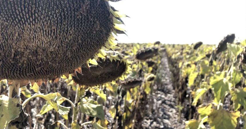 La Pampa al liacutemite- ola de calor y sequiacutea extrema amenazan la cosecha gruesa