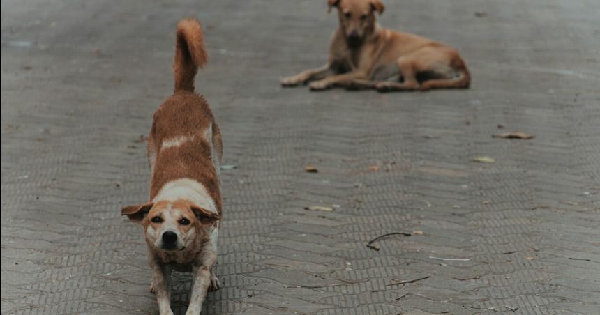 Un perro atacoacute y lesionoacute a una mujer mayor en General Pico