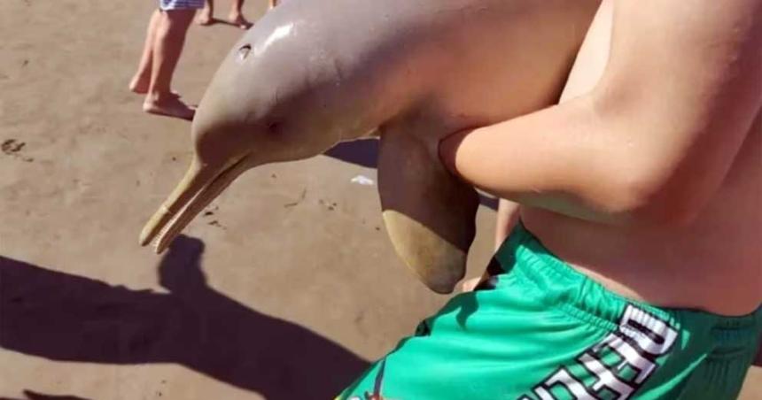 La idiotez volvioacute a pasar- turistas sacaron del agua a un delfiacuten en Mar del Tuyuacute y murioacute