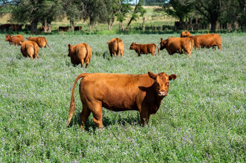 Precisiones y nuacutemeros reales sobre la carga tributaria al campo pampeano