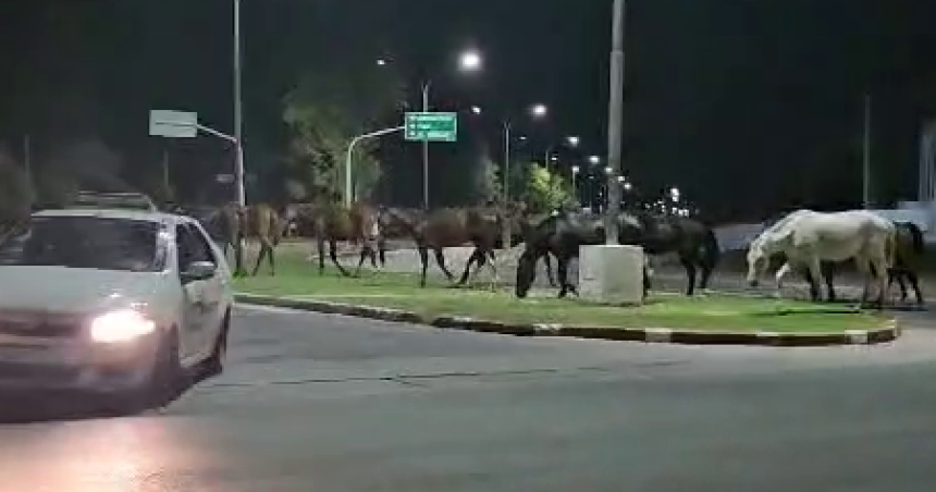 Una tropilla suelta por la Avenida Peroacuten en plena noche