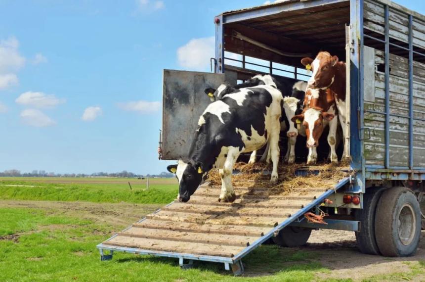 Enojo y preocupacioacuten por el costo de las guiacuteas para transportar animales