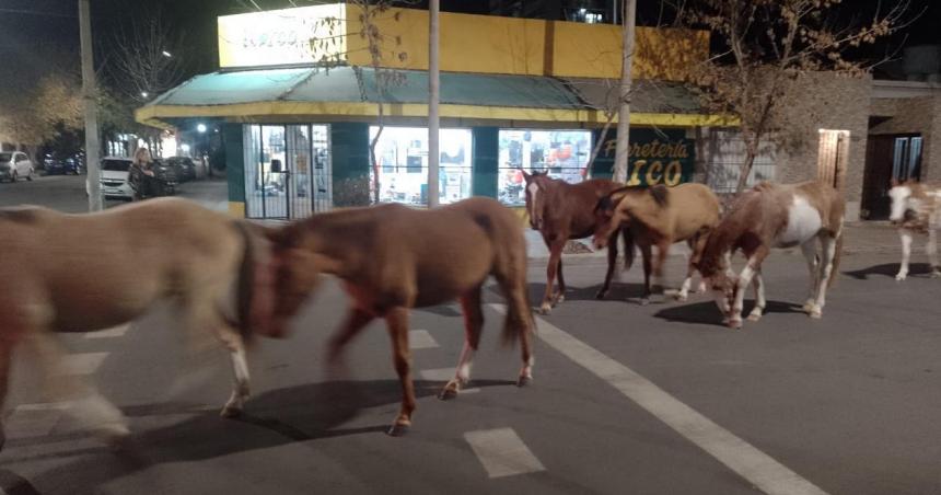 Exigen la reglamentacioacuten de la ordenanza sobre animales sueltos