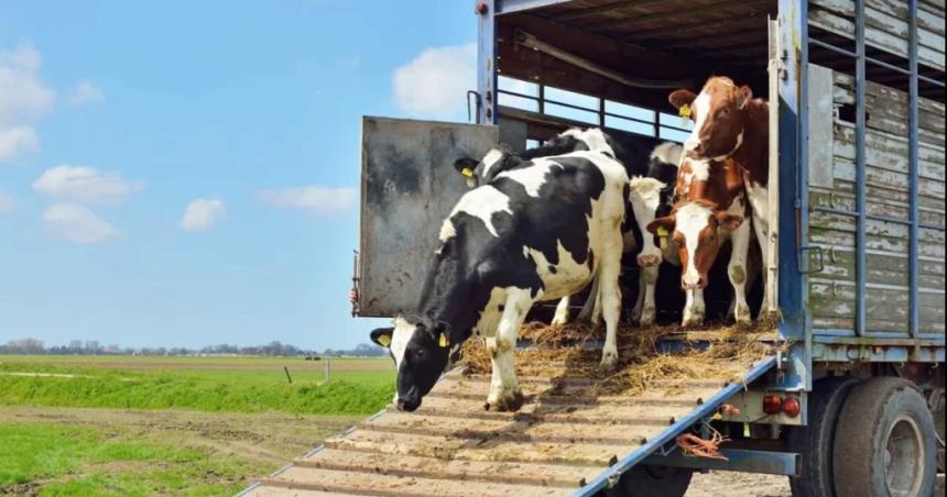 Enojo y preocupacioacuten por el costo de las guiacuteas para transportar animales