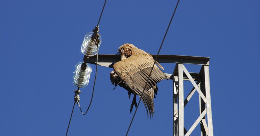 Aves en tendidos eleacutectricos- el STJ rechazoacute el amparo