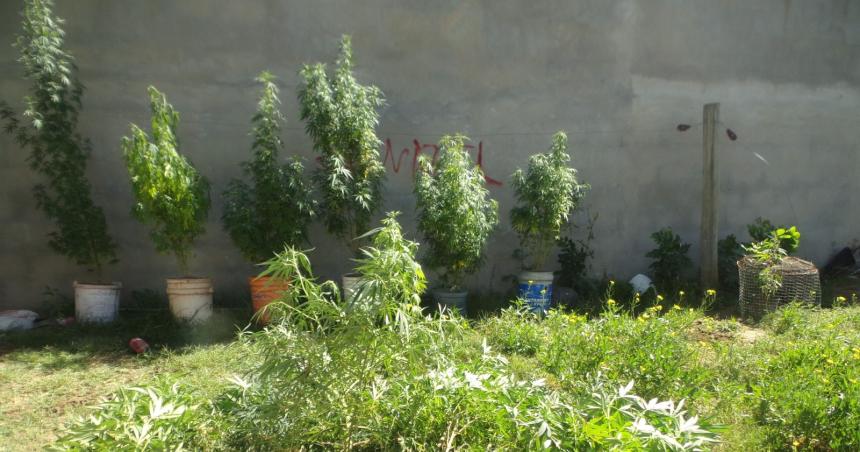 Secuestraron 17 plantas de marihuana en casa municipal