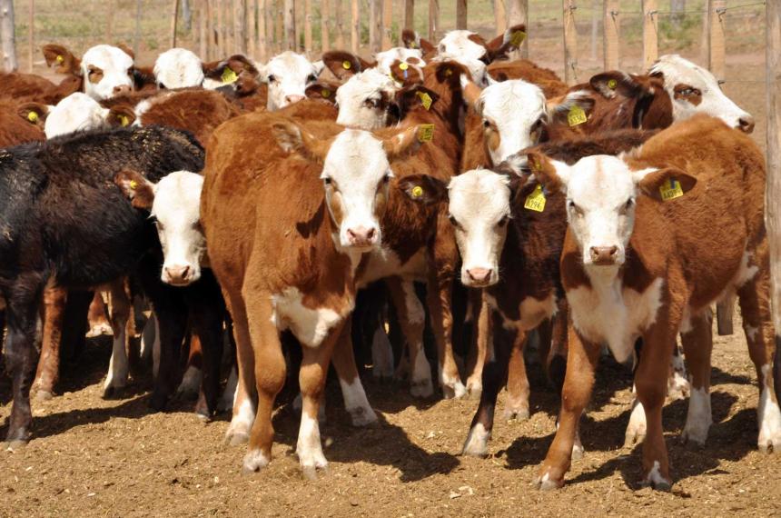 Preocupacioacuten en el Gobierno provincial por la habilitacioacuten de exportacioacuten de ganado en pie