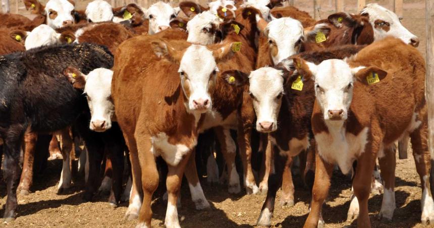 Preocupacioacuten en el Gobierno provincial por la habilitacioacuten de exportacioacuten de ganado en pie