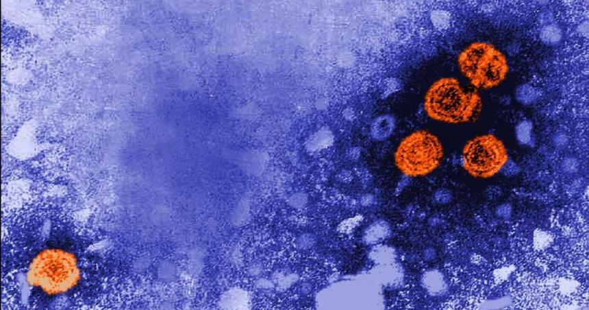 Hepatitis B- identificaron un mecanismo clave en la infeccioacuten y podriacutea usarse contra el herpes y el VPH