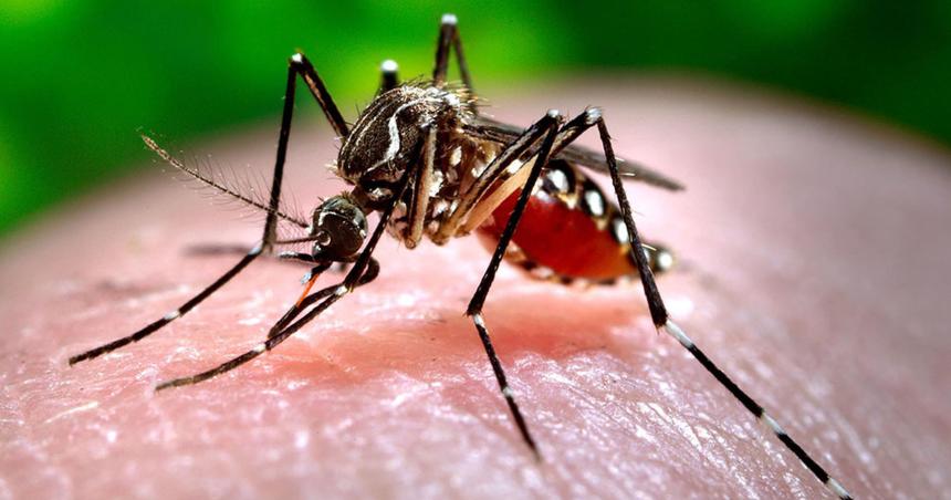 Suman 25 los casos de dengue en La Pampa