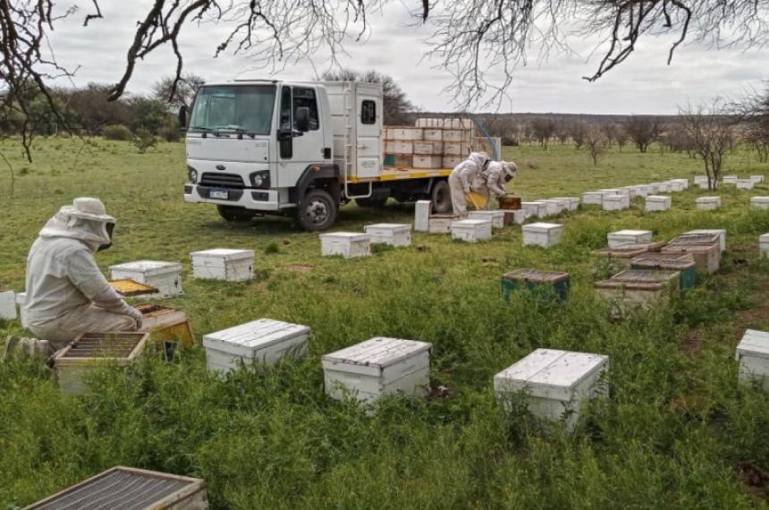 Productores apiacutecolas deberaacuten actualizar el stock de colmenas