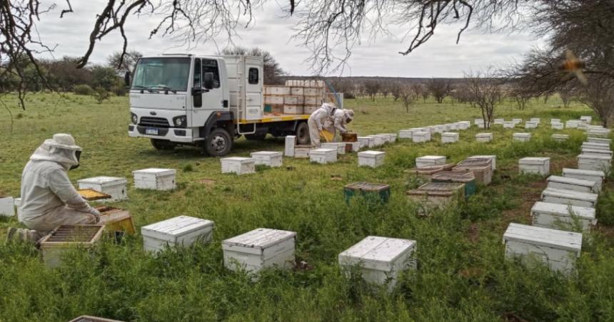 Productores apiacutecolas deberaacuten actualizar el stock de colmenas