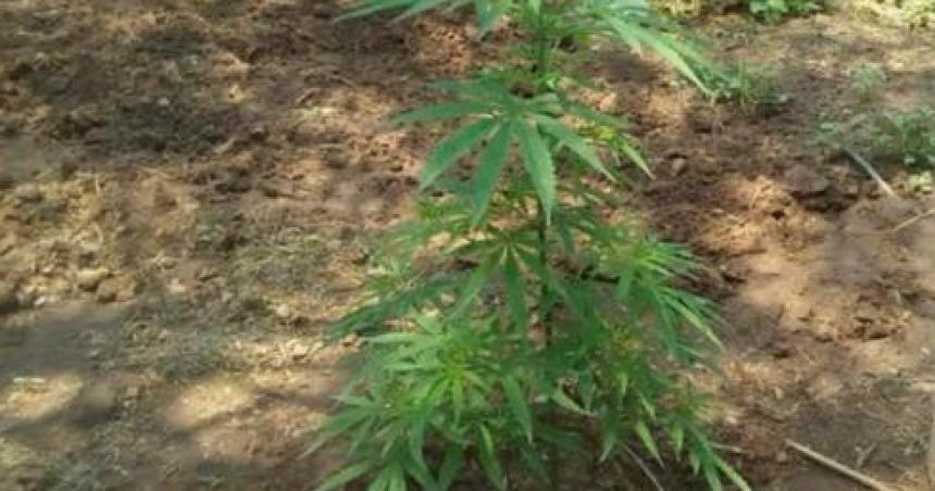 Una mujer de 60 antildeos denuncioacute el robo de una planta de marihuana