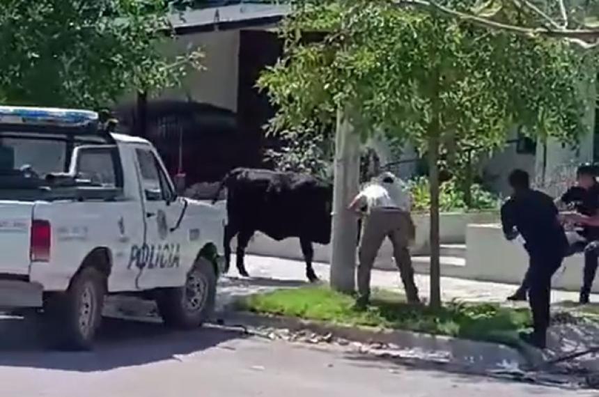 Un vacuno se escapoacute del camioacuten y recorrioacute las calles de Winifreda