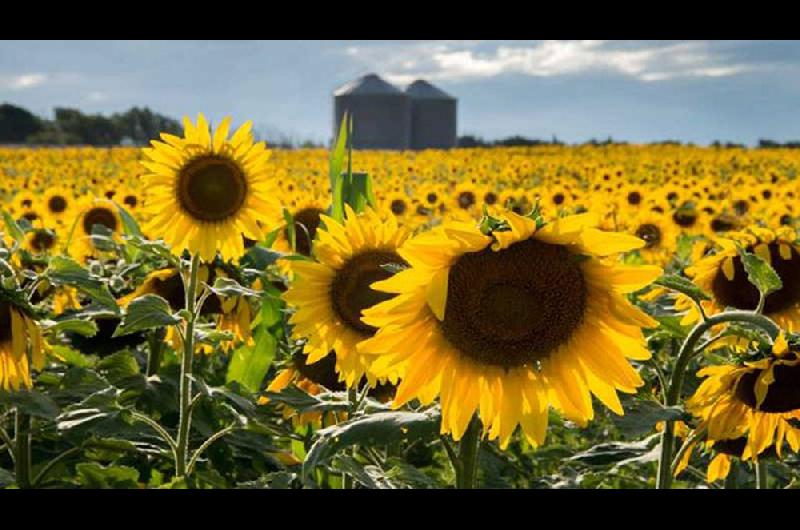 Girasol: ¿camino a un récord de siembra? :: El Diario de La Pampa