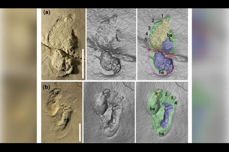 huellaprehumana a