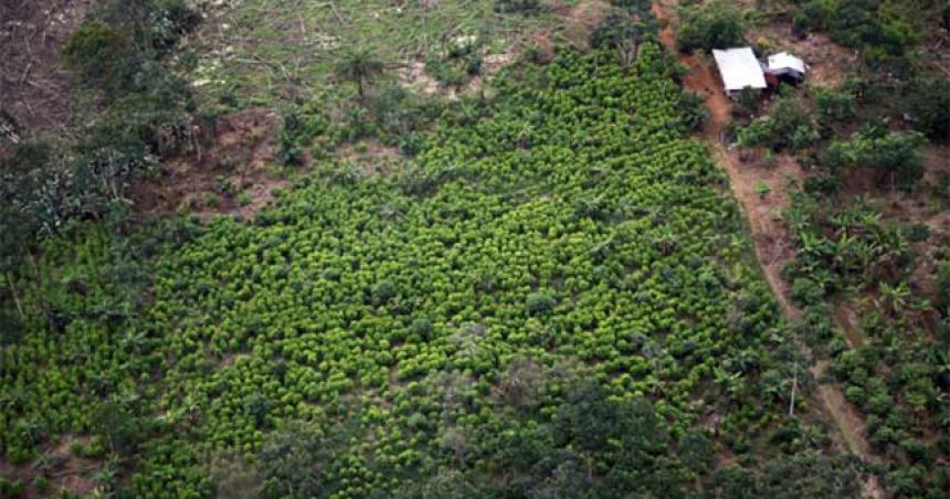 Colombia Y Bolivia Pedirán A La ONU Que La Hoja De Coca No Esté En La ...